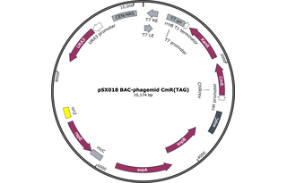 Author Map