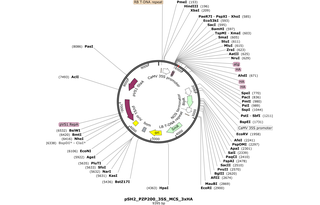 Author Map