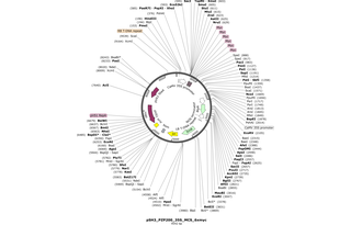 Author Map