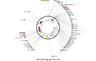 Author Map