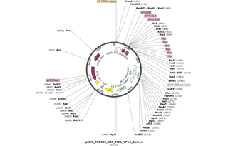 Author Map