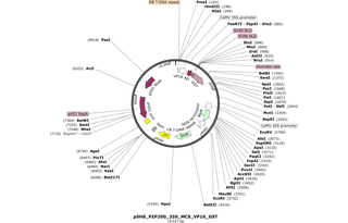 Author Map