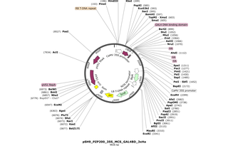 Author Map