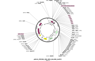 Author Map