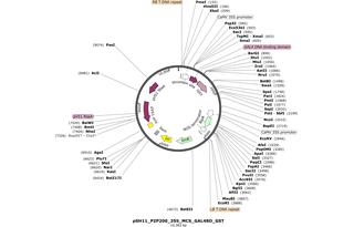 Author Map