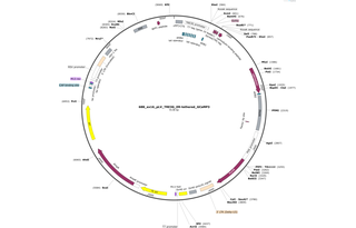 Author Map