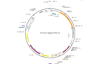 Author Map