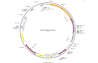 Author Map
