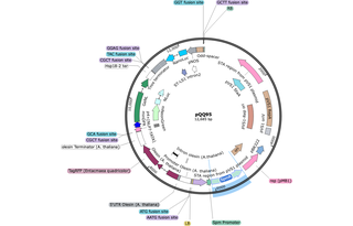 Author Map