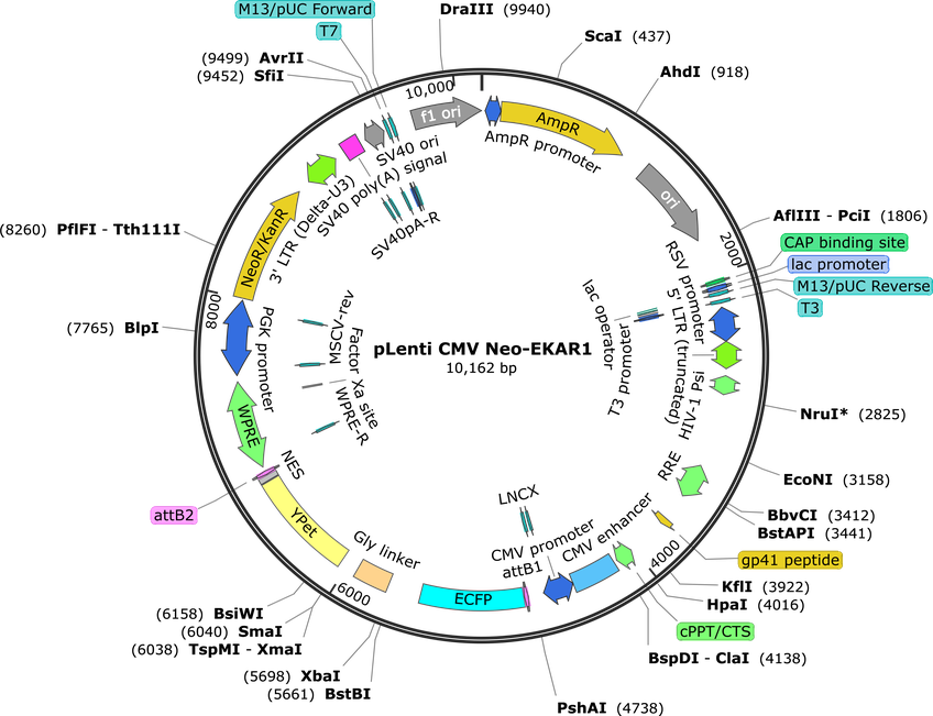 Author Map