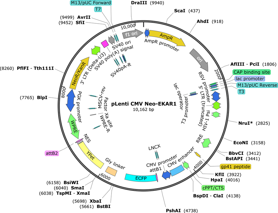Author Map