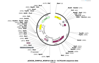 Author Map