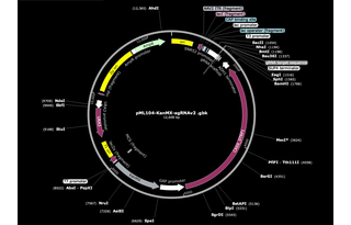 Author Map