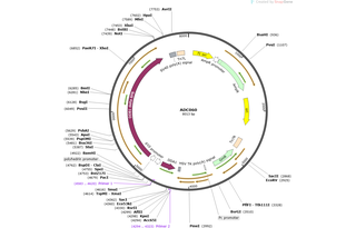 Author Map
