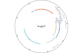 Author Map