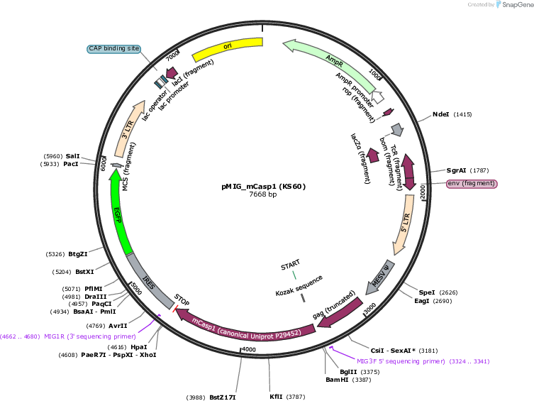 Author Map