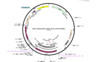 Author Map