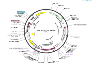 Author Map