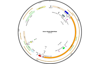 Author Map