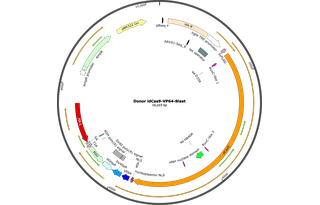 Author Map