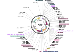 Author Map