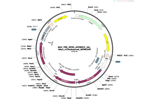 Author Map