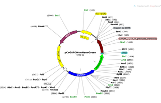 Author Map