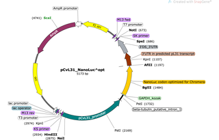 Author Map