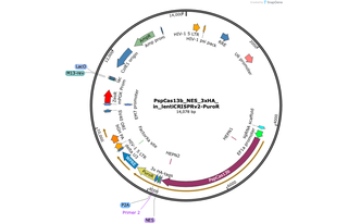 Author Map