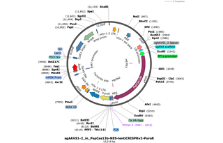 Author Map