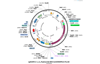 Author Map