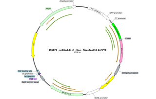 Author Map