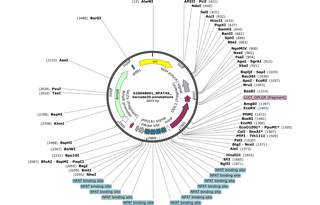 Author Map