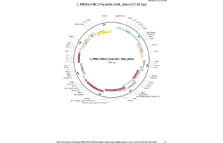 Author Map
