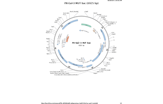 Author Map