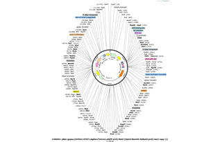 Author Map
