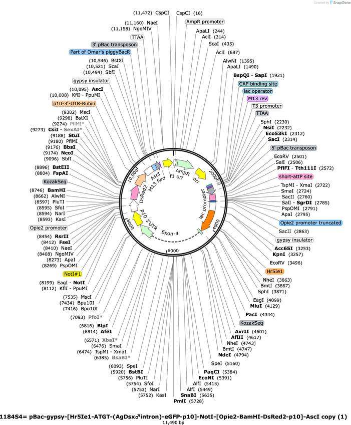 Author Map