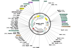 Author Map