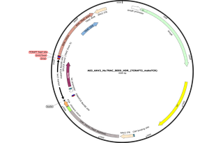 Author Map