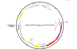 Author Map