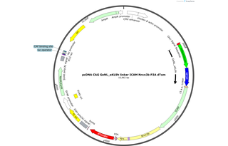 Author Map