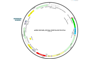 Author Map