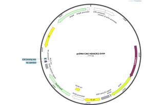 Author Map