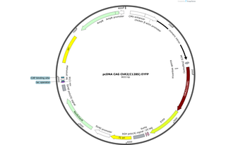 Author Map