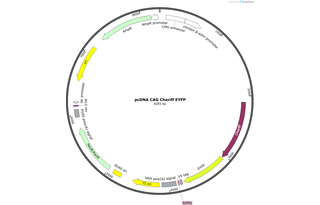 Author Map
