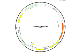 Author Map