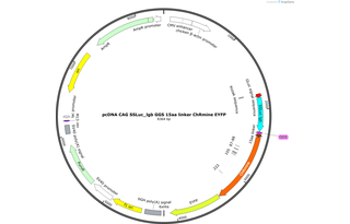 Author Map