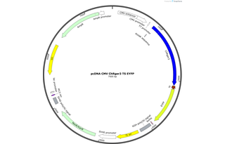 Author Map