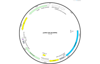 Author Map