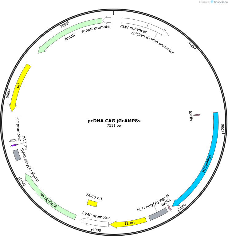 Author Map